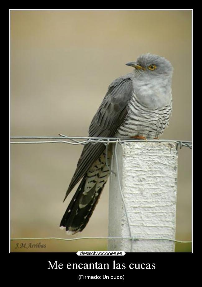 Me encantan las cucas - (Firmado: Un cuco)