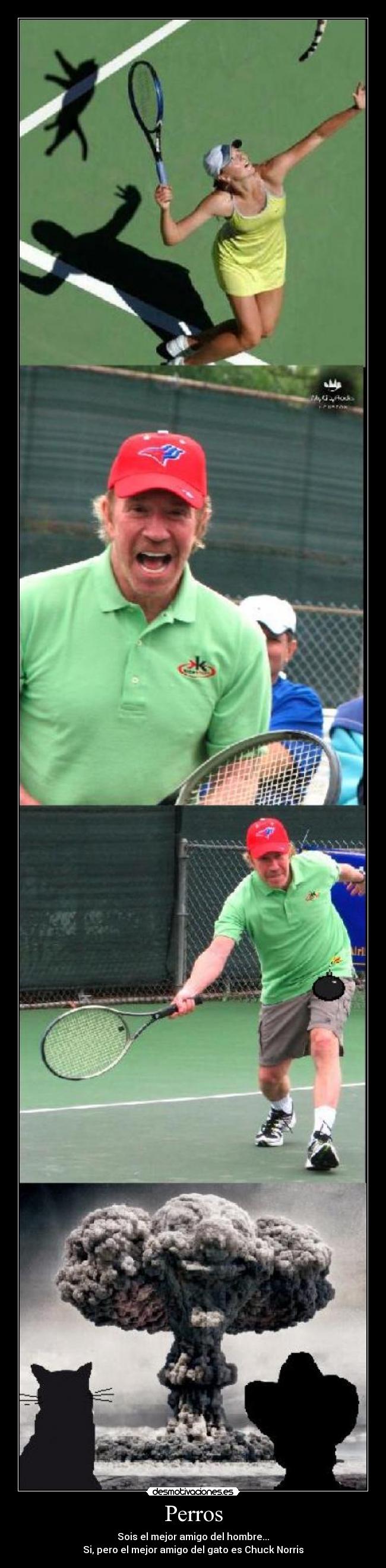 Perros - Sois el mejor amigo del hombre...
Si, pero el mejor amigo del gato es Chuck Norris