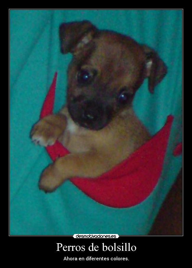 Perros de bolsillo -