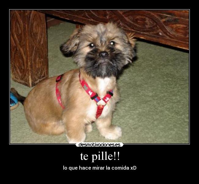 te pille!! -