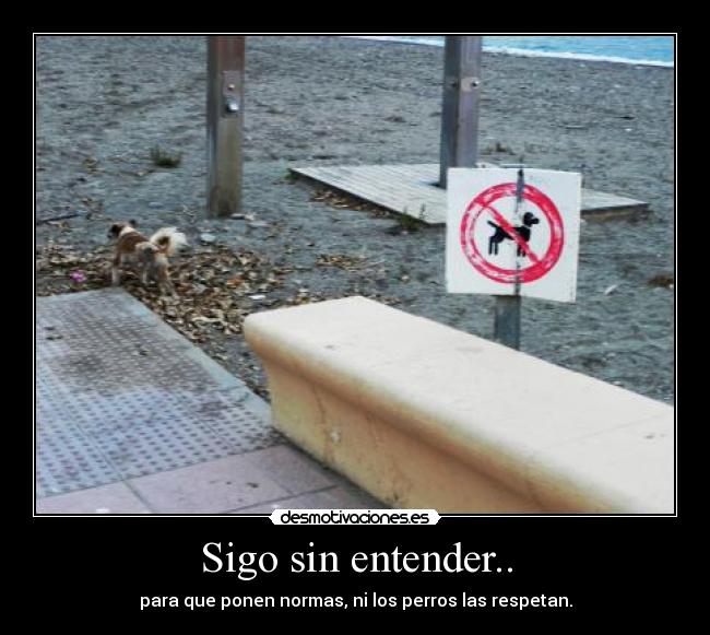 Sigo sin entender.. -