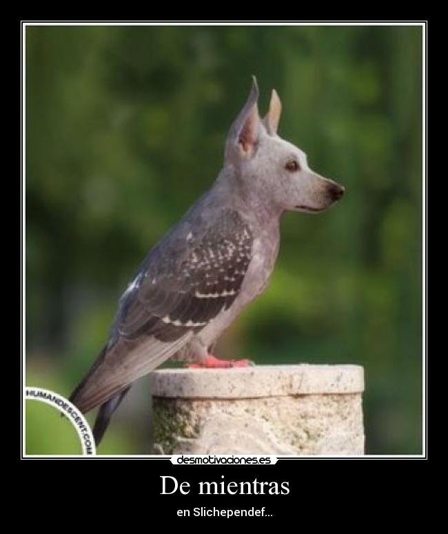 carteles pajaro perro desmotivaciones