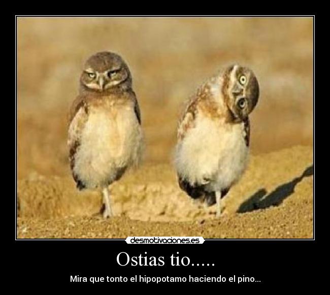 carteles ostias pajaro tonto desmotivaciones