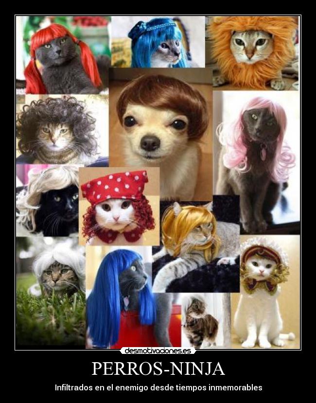 PERROS-NINJA - Infiltrados en el enemigo desde tiempos inmemorables