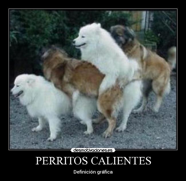 PERRITOS CALIENTES - Definición gráfica