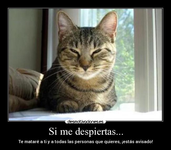 carteles gatosdormir desmotivaciones