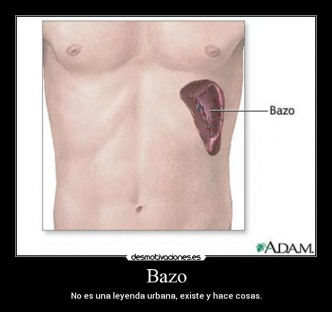 Bazo - 