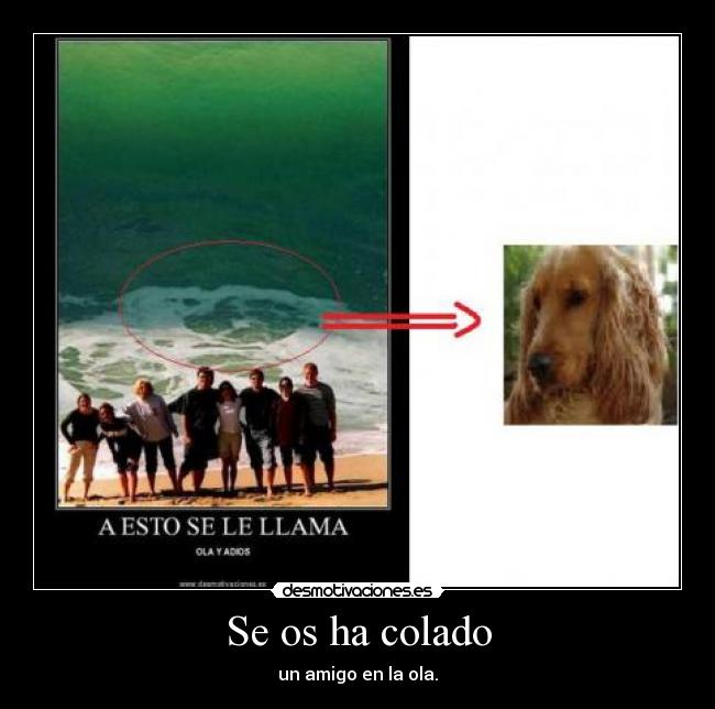 Se os ha colado - un amigo en la ola.