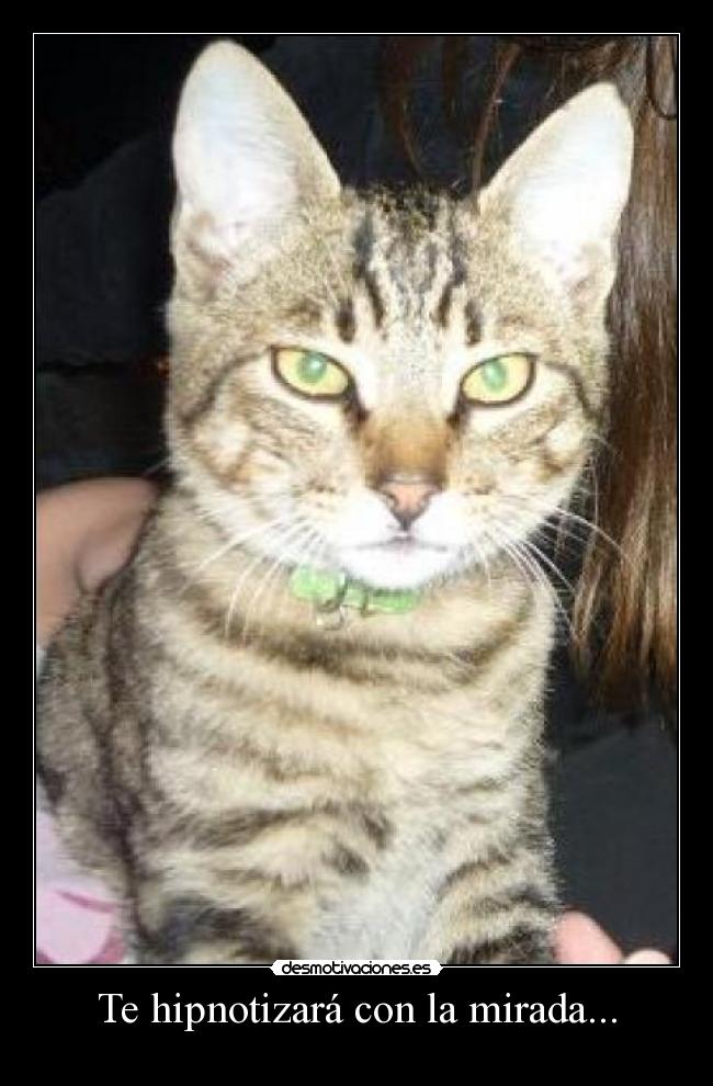 carteles gatosserio mirada desmotivaciones