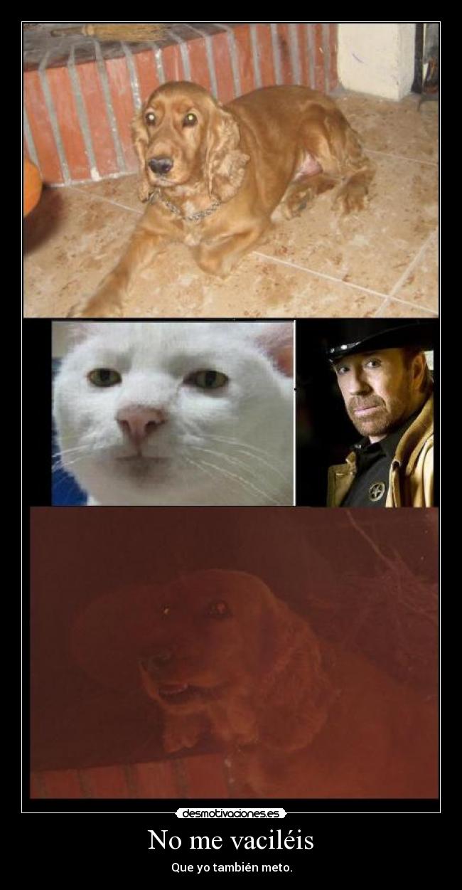 No me vaciléis -