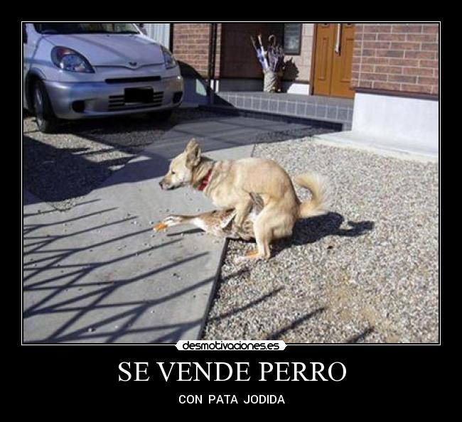 SE VENDE PERRO - 