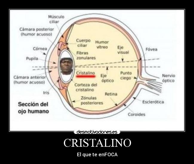 CRISTALINO - El que te enFOCA