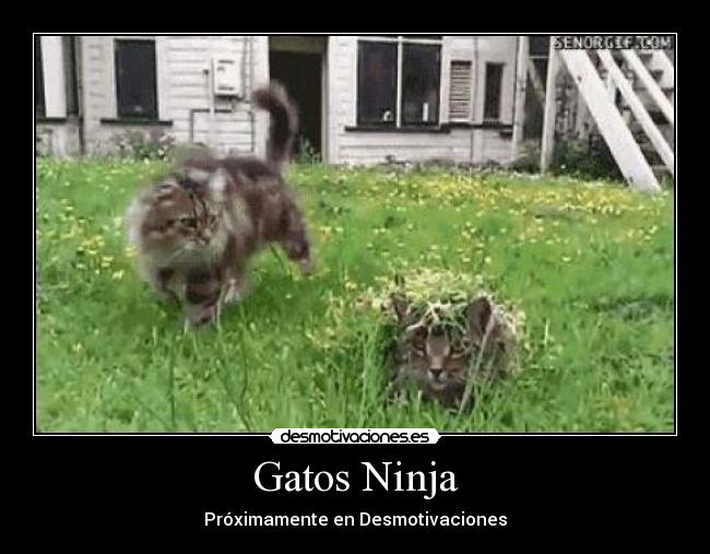 Gatos Ninja -