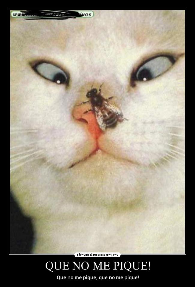 QUE NO ME PIQUE! - Que no me pique, que no me pique!