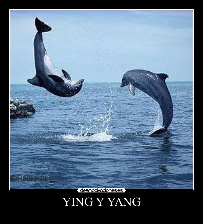 YING Y YANG -