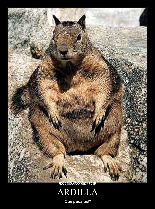 ARDILLA - Que pasa tio!?