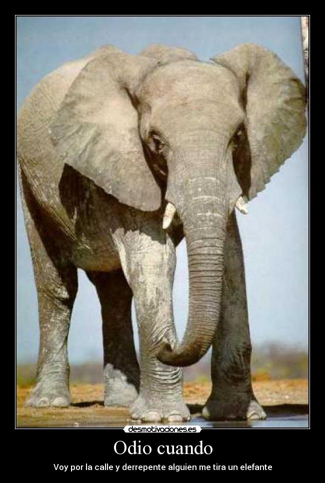 Odio cuando - Voy por la calle y derrepente alguien me tira un elefante