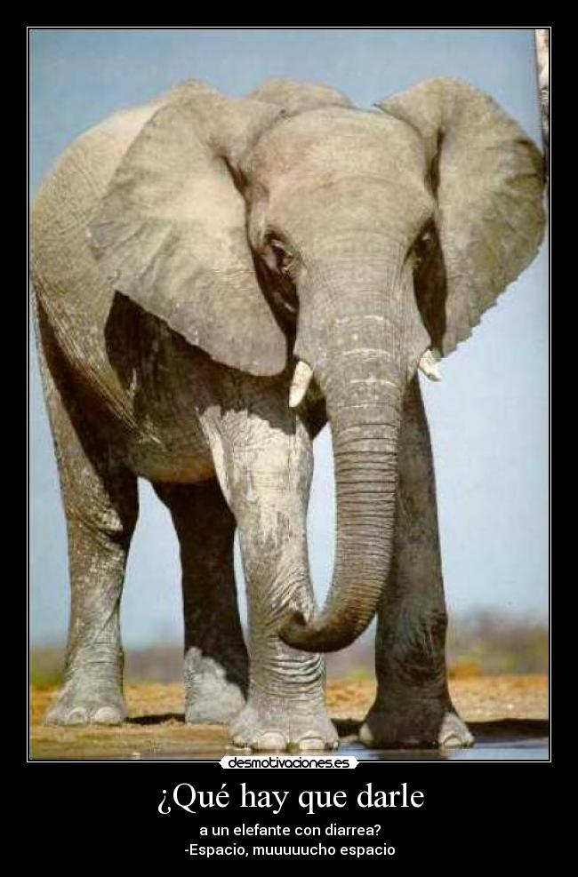 ¿Qué hay que darle - a un elefante con diarrea?
-Espacio, muuuuucho espacio