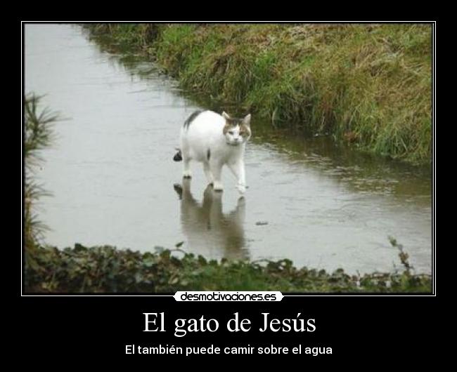 carteles gato agua jesus desmotivaciones
