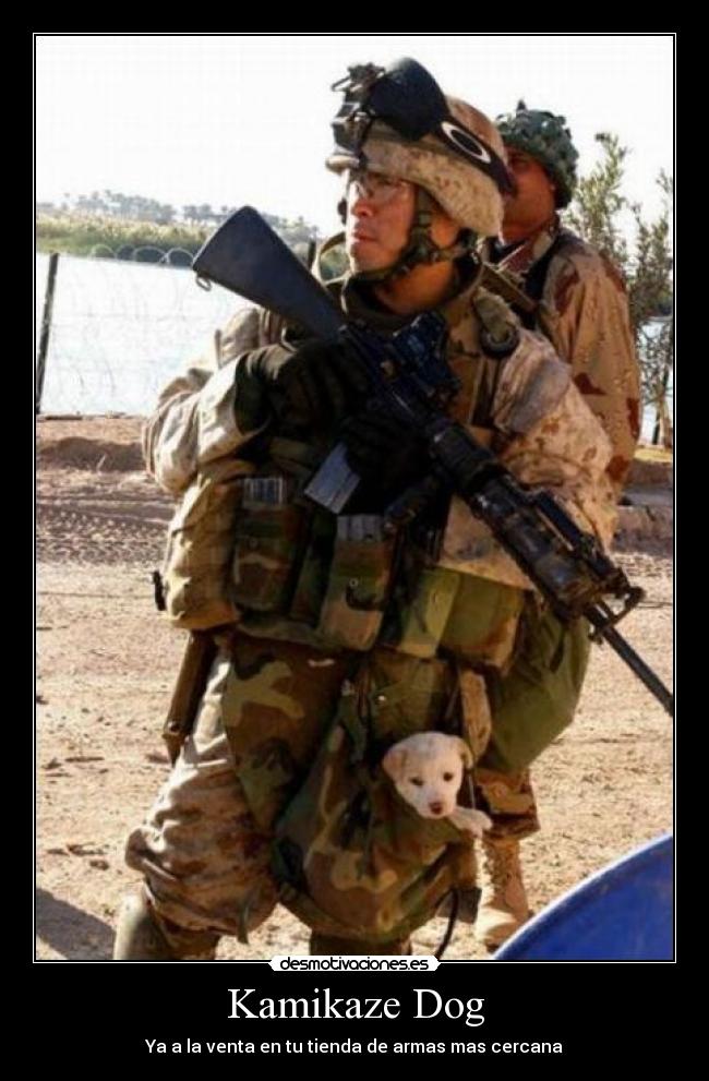 Kamikaze Dog - Ya a la venta en tu tienda de armas mas cercana
