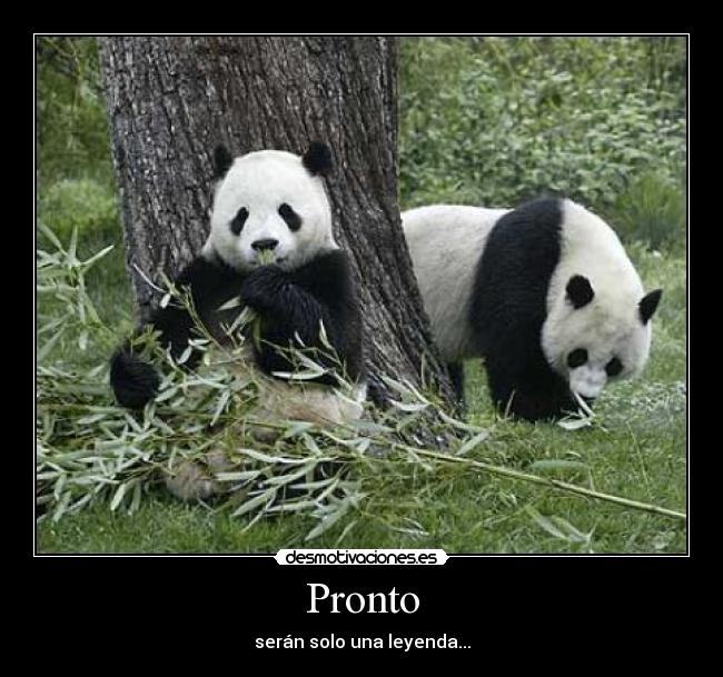 Pronto - 