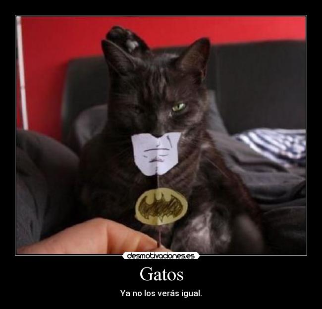 Gatos - Ya no los verás igual.