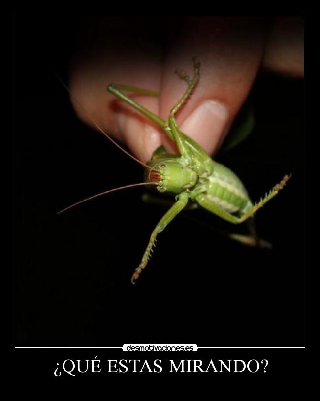 ¿QUÉ ESTAS MIRANDO? -