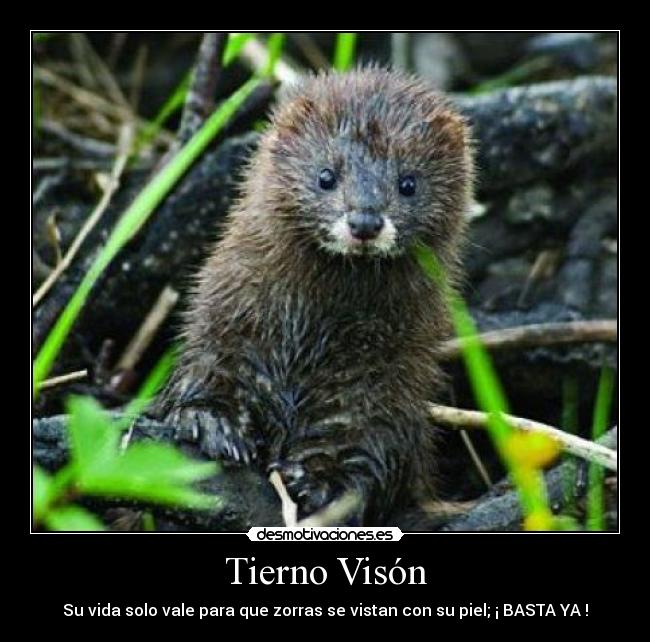 Tierno Visón - Su vida solo vale para que zorras se vistan con su piel; ¡ BASTA YA !