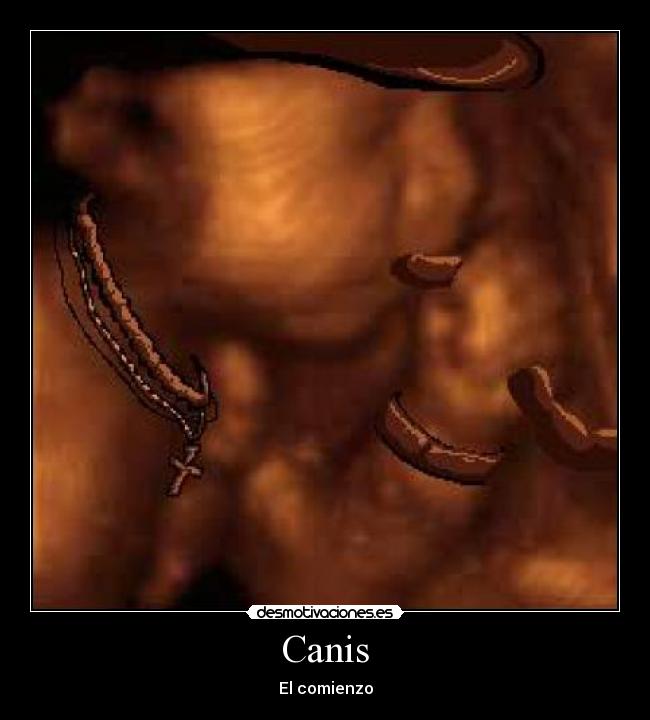 Canis - El comienzo