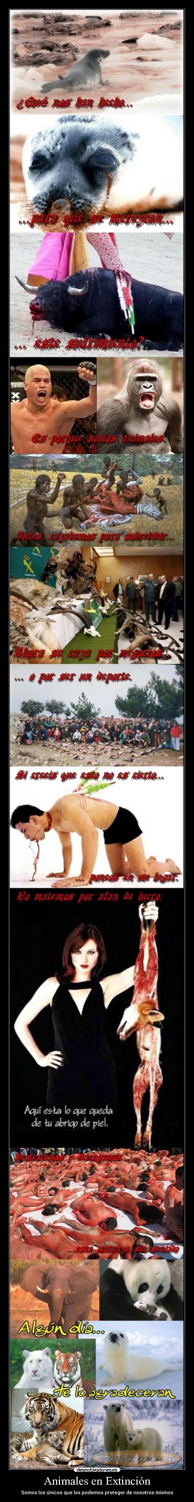 Animales en Extinción -