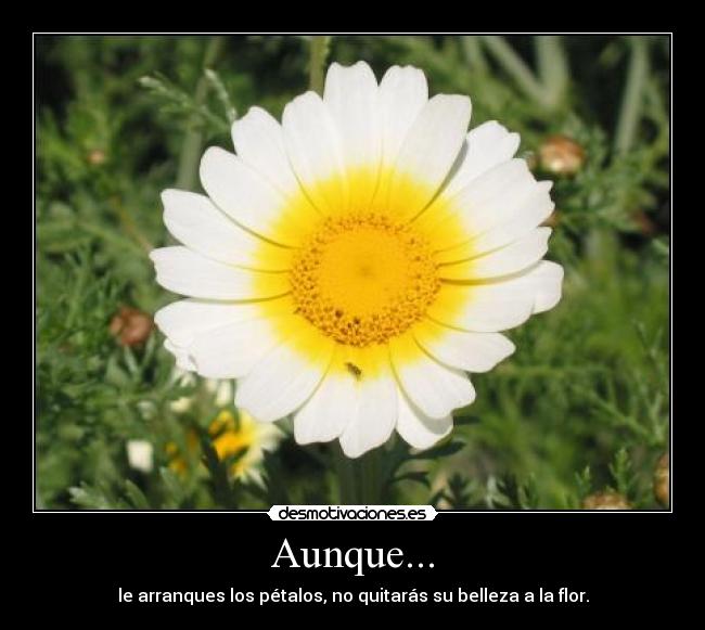 Aunque... - le arranques los pétalos, no quitarás su belleza a la flor.
