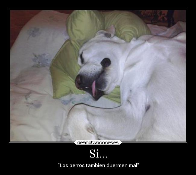 Si... - Los perros tambien duermen mal