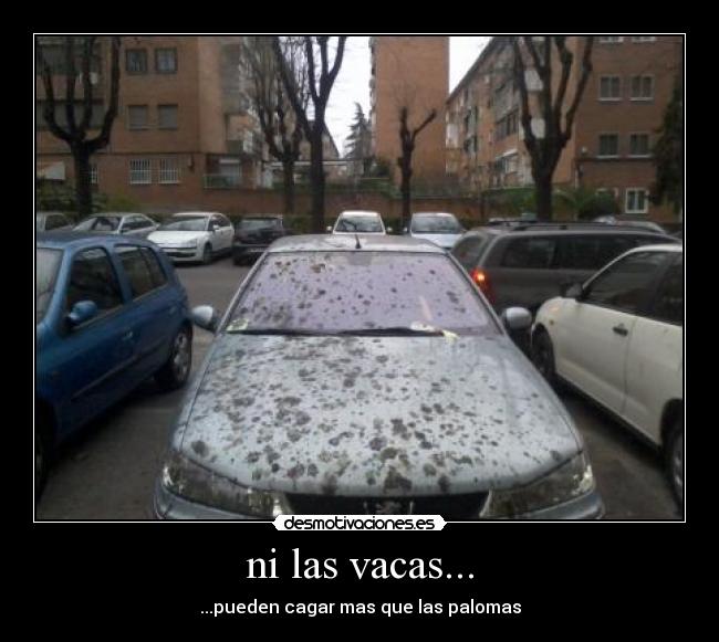 ni las vacas... - ...pueden cagar mas que las palomas