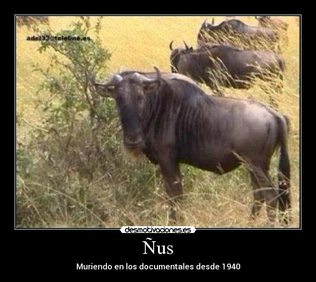 Ñus - Muriendo en los documentales desde 1940