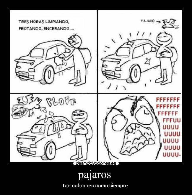 pajaros  - 