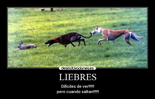 LIEBRES - Dificiles de ver!!!!!!
pero cuando saltan!!!!!!