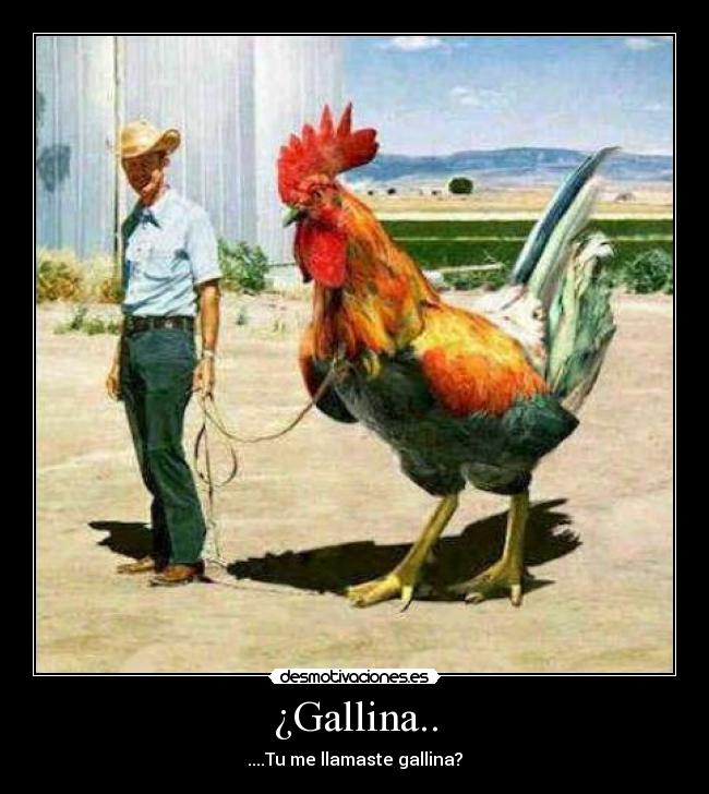 carteles gallina cobarde gracioso gigante vaquero desmotivaciones