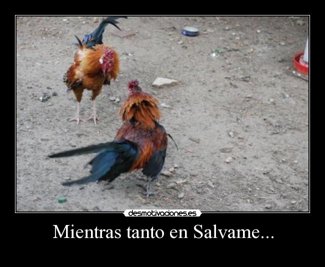 Mientras tanto en Salvame... -