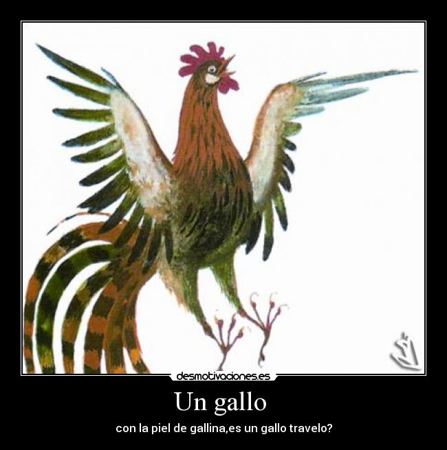Un gallo - con la piel de gallina,es un gallo travelo?