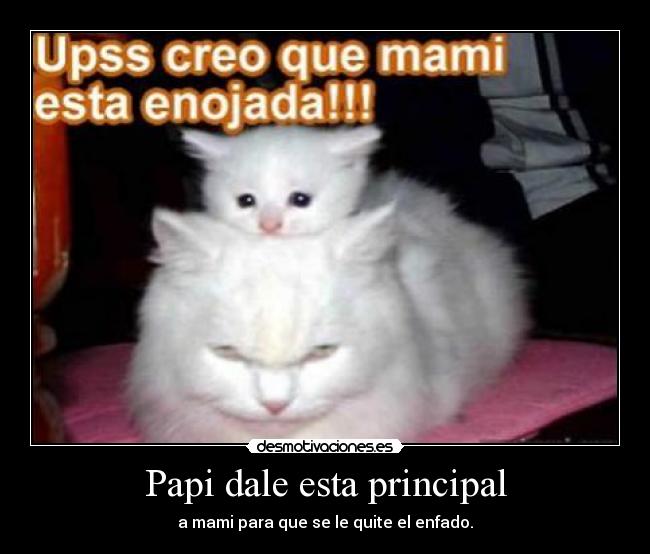 Papi dale esta principal - 