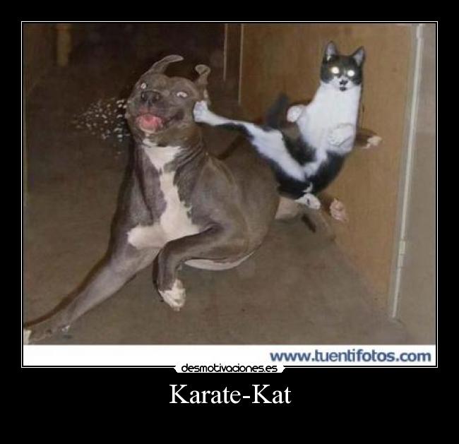 Karate-Kat - 
