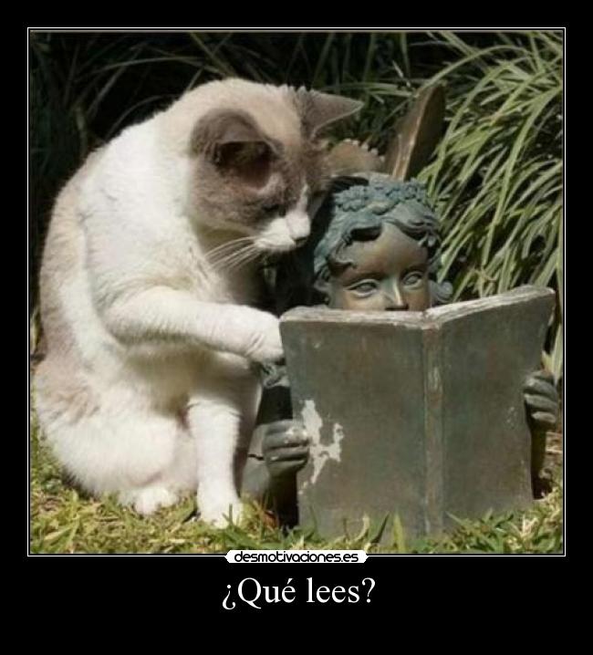 carteles gato desmotivaciones