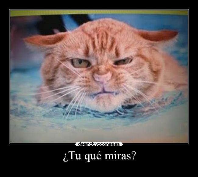 ¿Tu qué miras? -