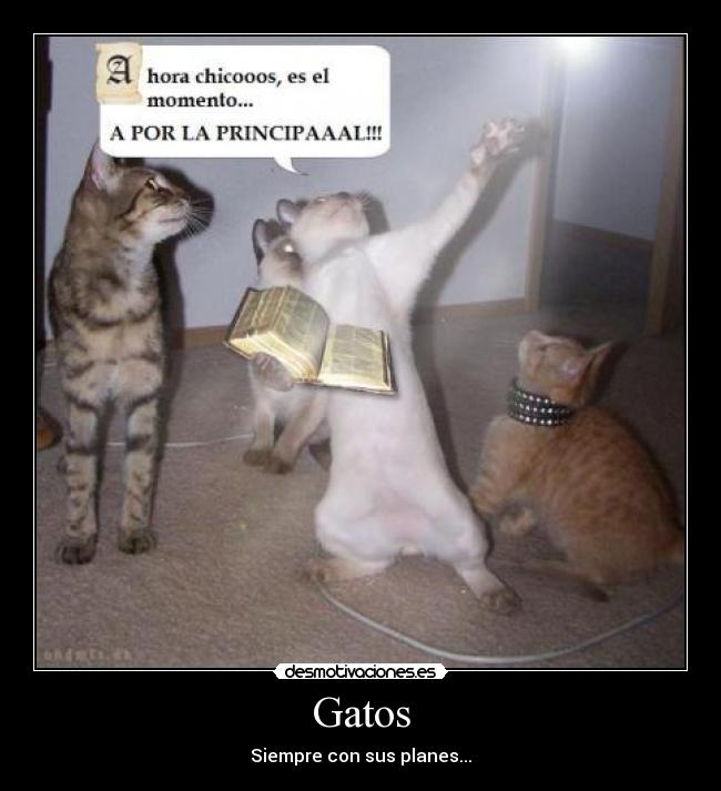 Gatos -