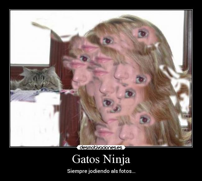 Gatos Ninja - 