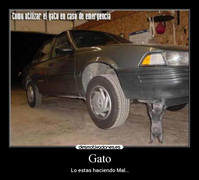 Gato - 