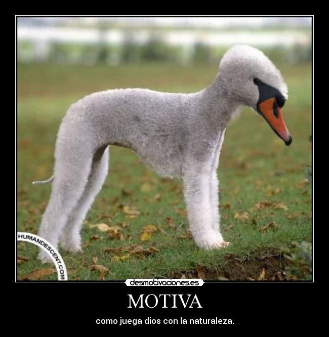 MOTIVA - como juega dios con la naturaleza.