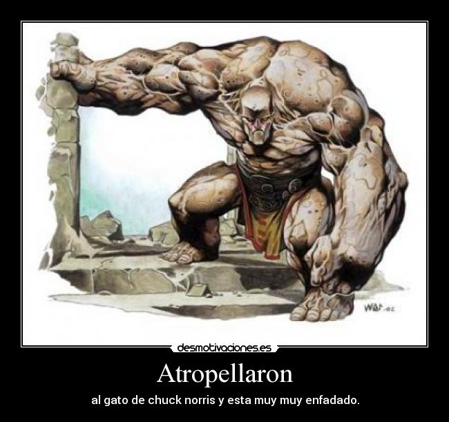 Atropellaron - al gato de chuck norris y esta muy muy enfadado.