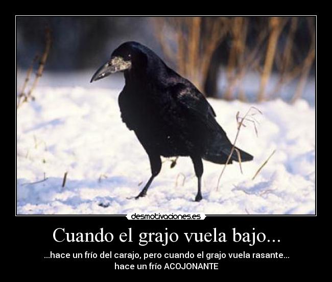 Cuando el grajo vuela bajo... - ...hace un frío del carajo, pero cuando el grajo vuela rasante...
hace un frío ACOJONANTE