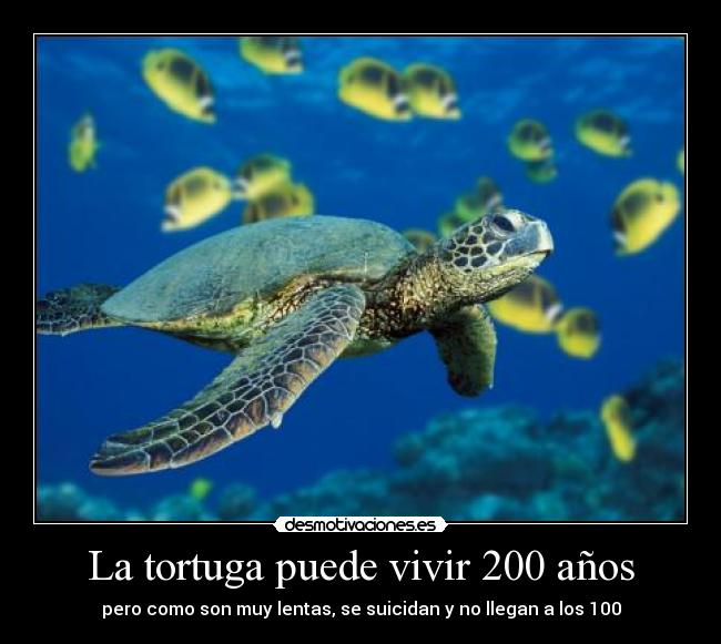 La tortuga puede vivir 200 años - pero como son muy lentas, se suicidan y no llegan a los 100